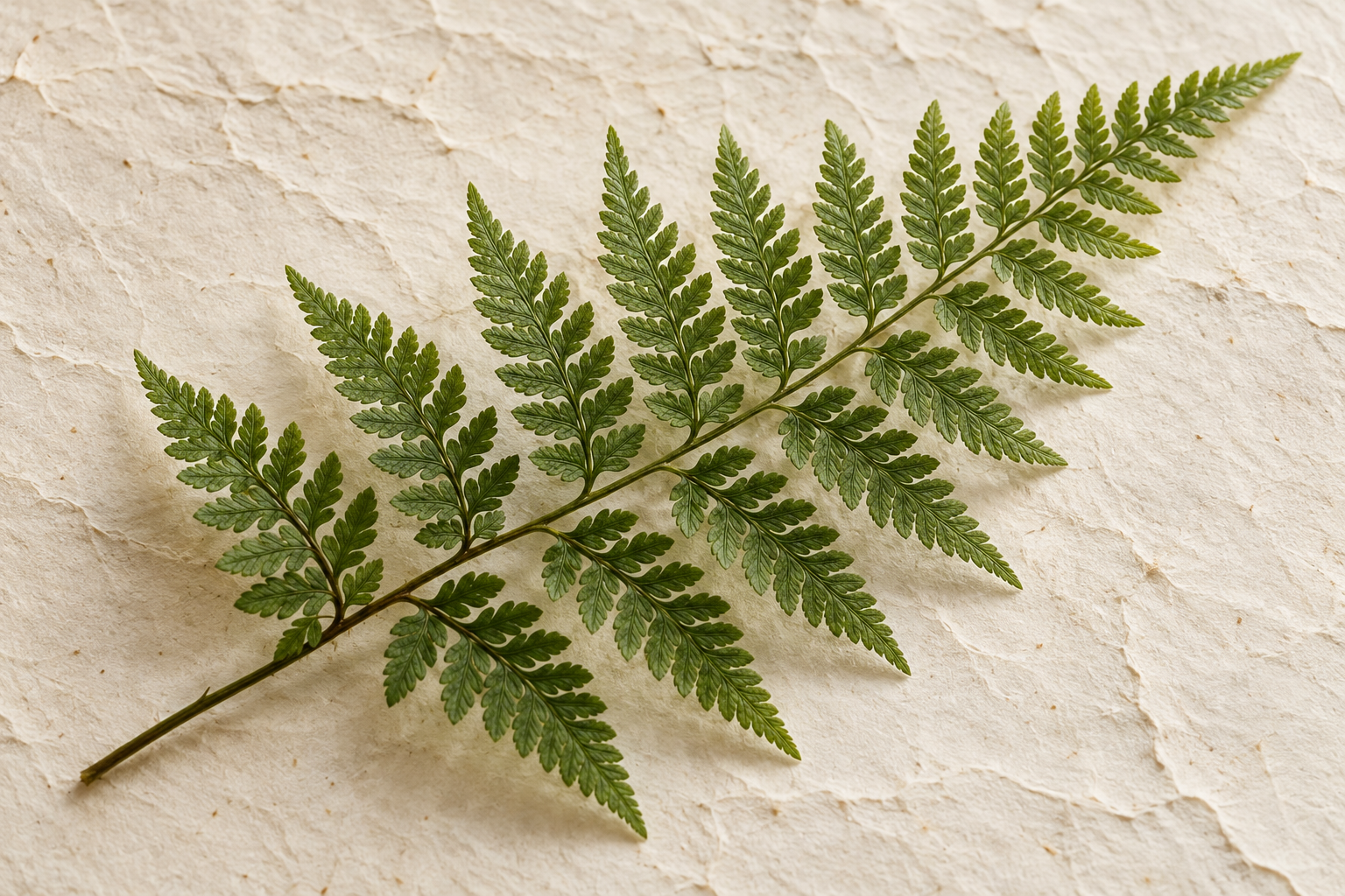 A fresh fern frond laid diagonally across textured ivory paper.
